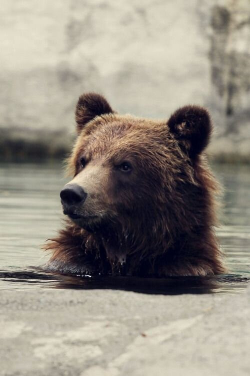 Seul au milieu des ours poster