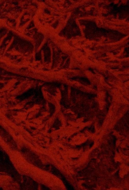 Language of the Entrails poster