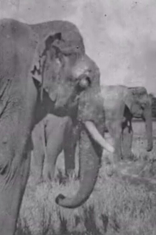 Land of the Elephants poster