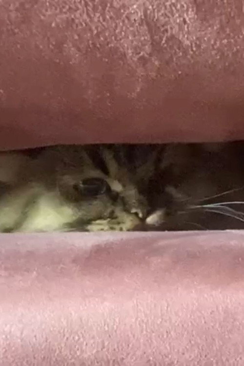 A Cat's Ascend To Claustrophobic Tranquility poster