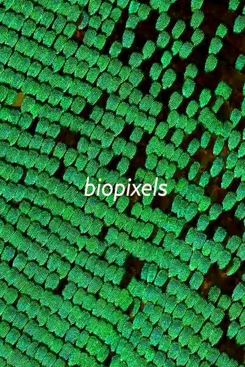 biopixels poster
