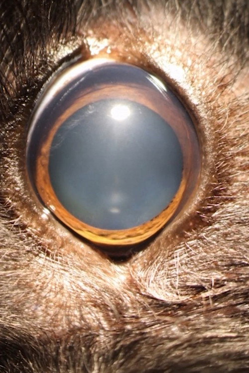Ellie's Eye poster