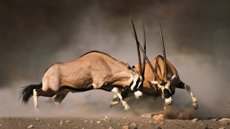 Animal Fight Night still 4