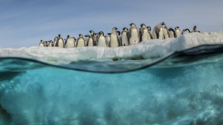 Antarctica, in the footsteps of the Emperor still 2