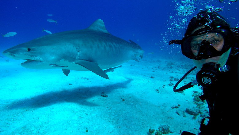 Most Wanted Sharks still 2