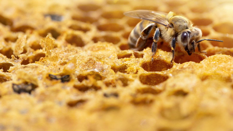 Secrets of the Bees still 8