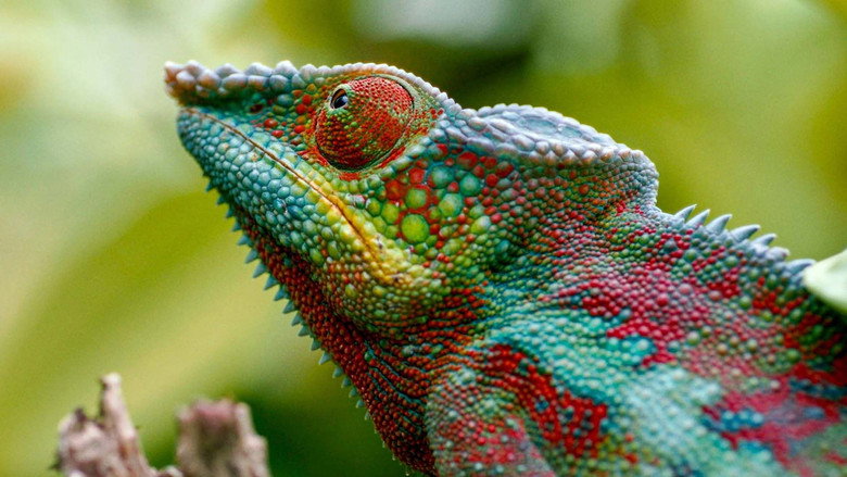 Madagascar or the Great Carnival of the Chameleons still 2