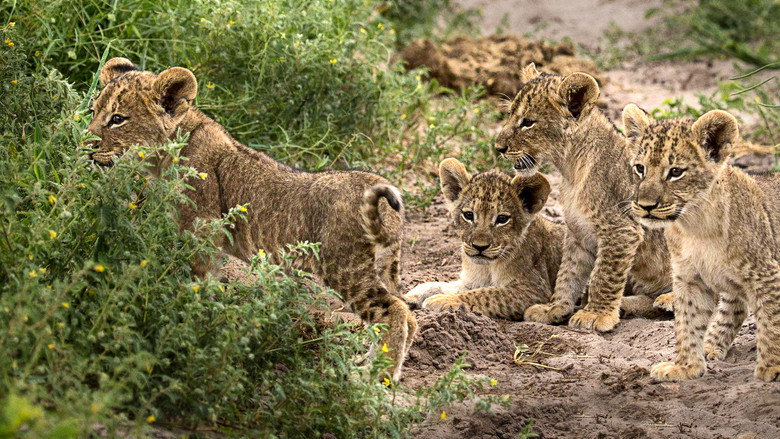Botswana still 3