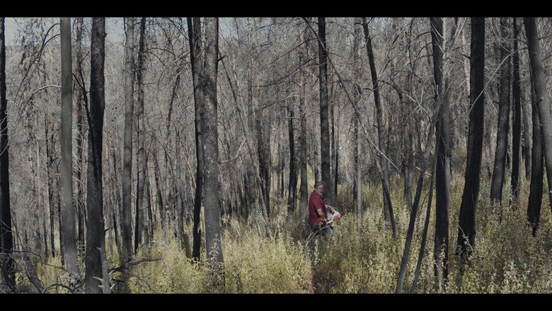 Pines still 1