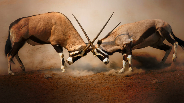 Animal Fight Night still 3
