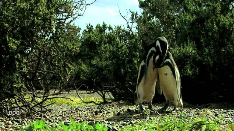 Wild Argentina still 3