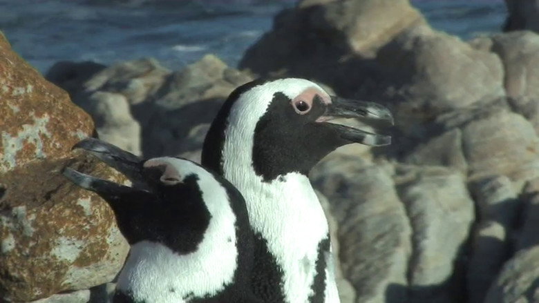 The African Penguin still 1