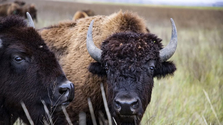 The American Buffalo still 3