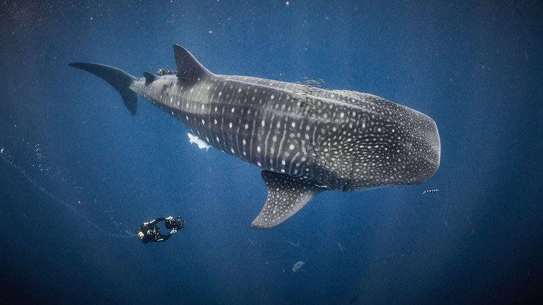 For the Love of Sharks still 1