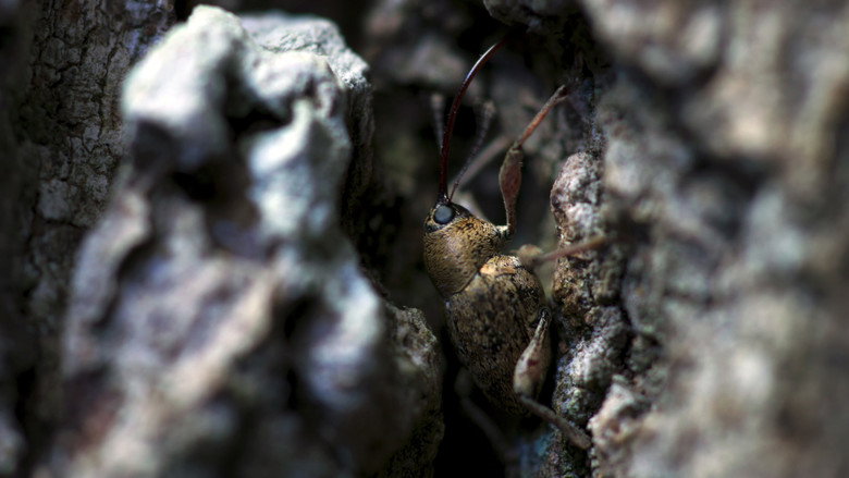 Heart of an Oak still 2