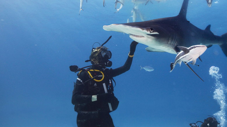 Shark Gangs still 3