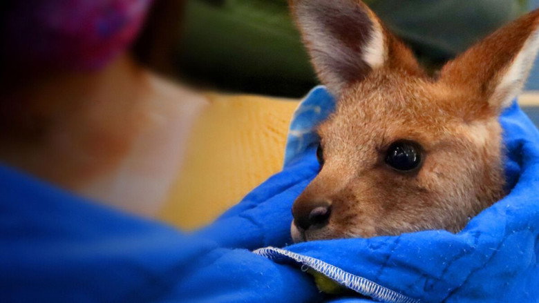 Wildlife Rescue Australia still 3