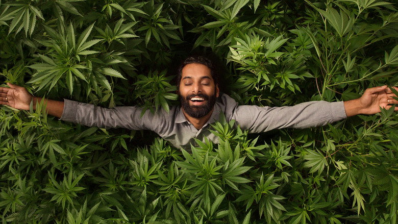 Weediquette still 2