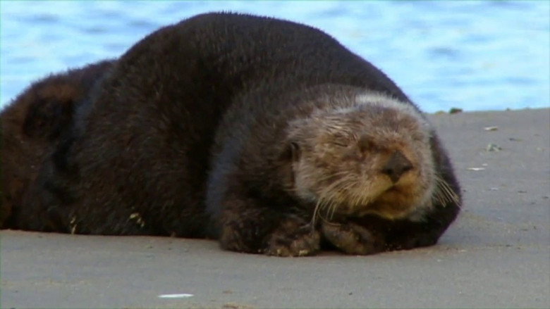 Threatened: The Controversial Struggle of the Southern Sea Otter still 2