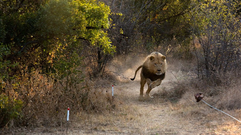 Man V. Lion still 5