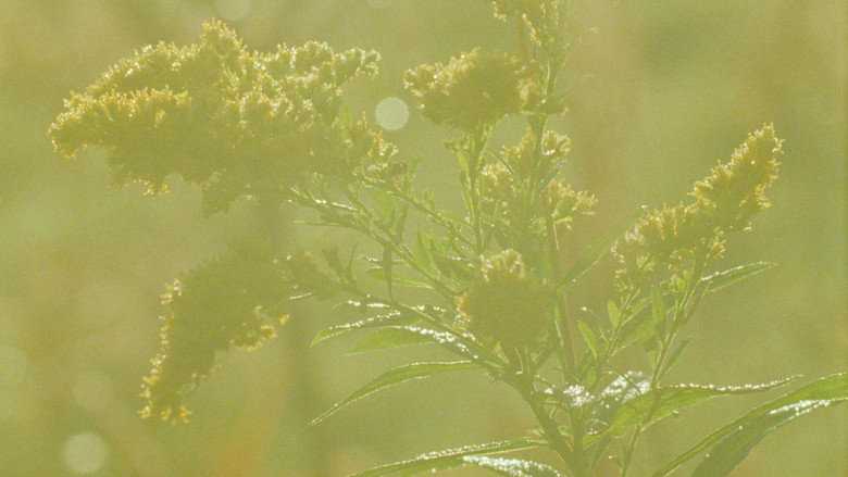 A Flower still 1