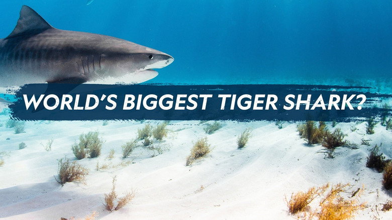 World's Biggest Tiger Shark still 4