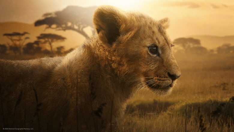 Lion still 7