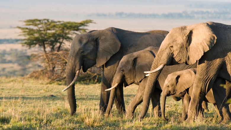Elephant still 5