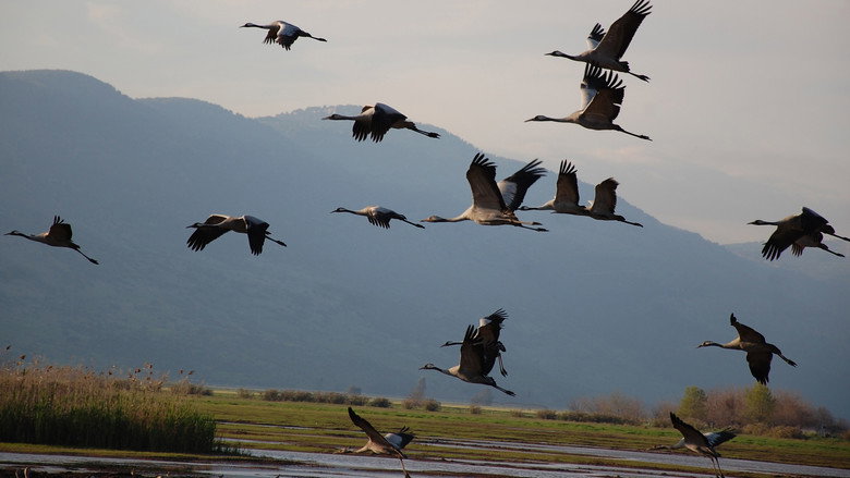 Winged Migration still 2