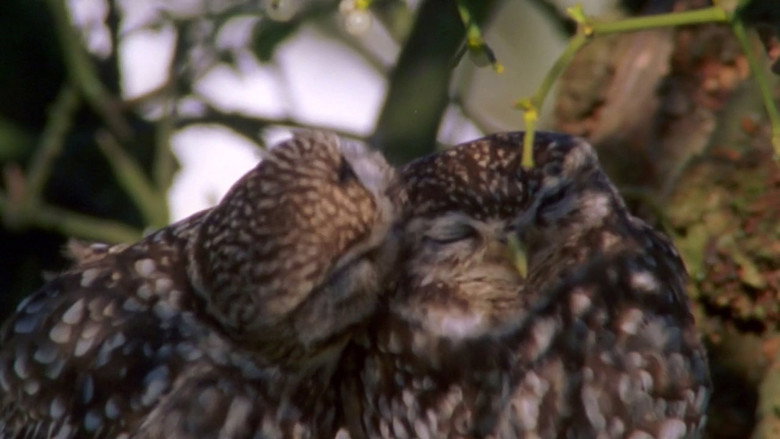 The Owls and the Orchard still 1