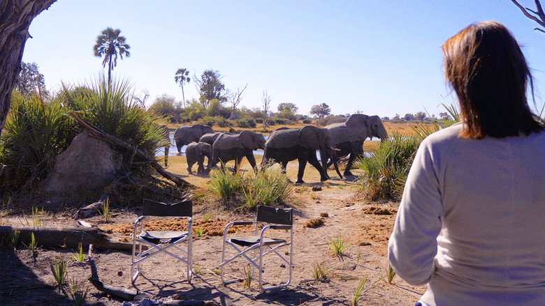 In the Footsteps of Elephant still 1