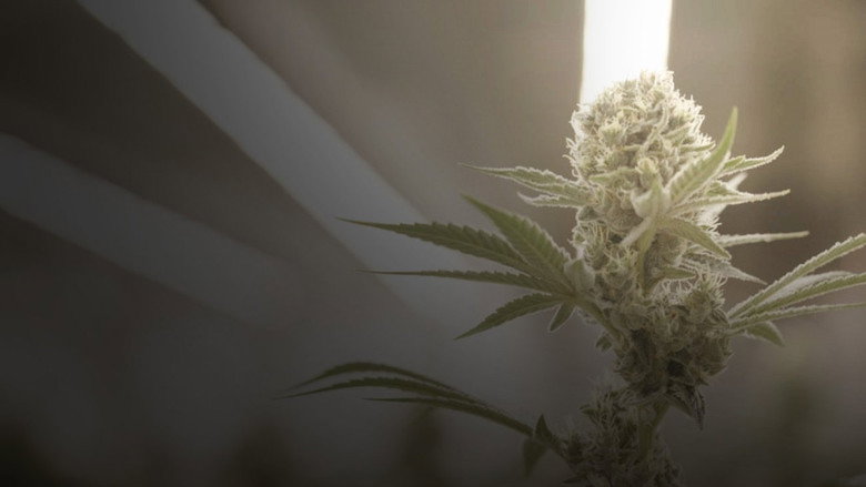 Cannabis : la série documentaire still 1