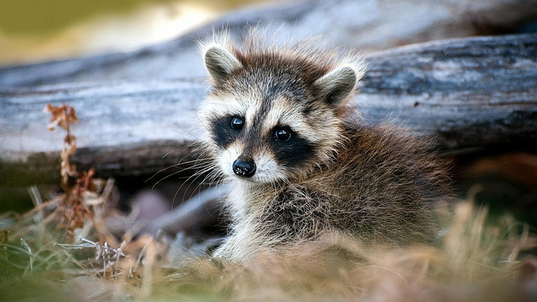 The Raccoon; The King of Survivalism still 1