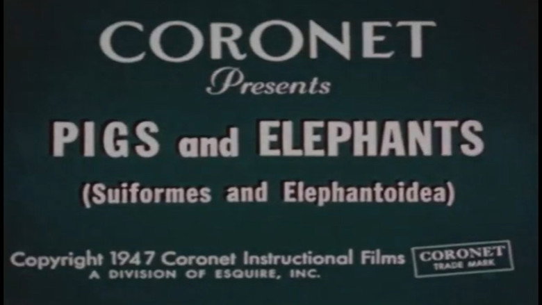 Pigs and Elephants (Suiformes and Elephantoidea) still 1