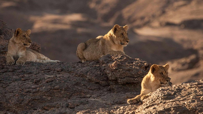 Lions of the Skeleton Coast still 3