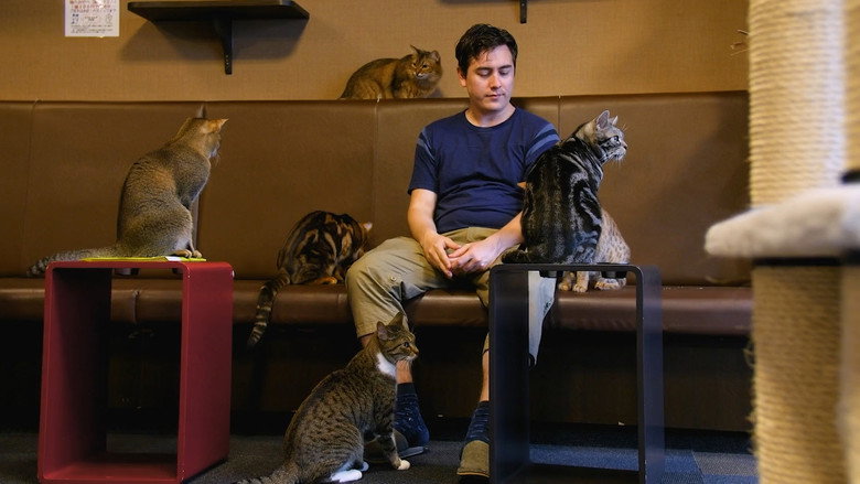 Cat Nation still 2