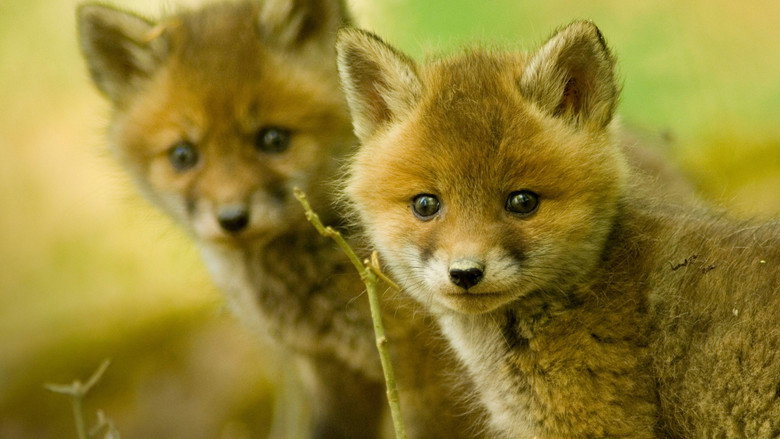 Wildlife SOS still 1