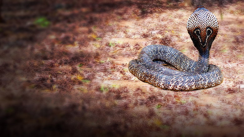 Secrets of the King Cobra still 2