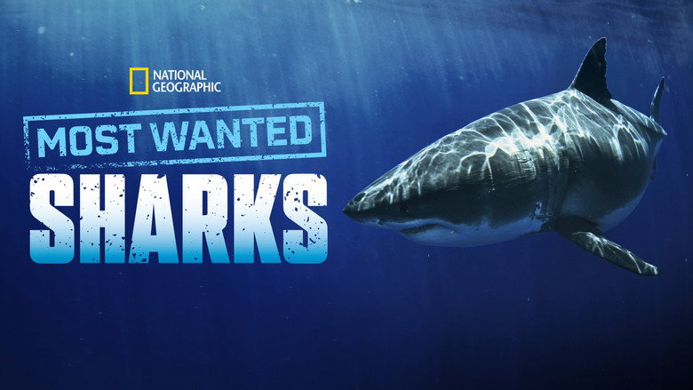 Most Wanted Sharks still 6