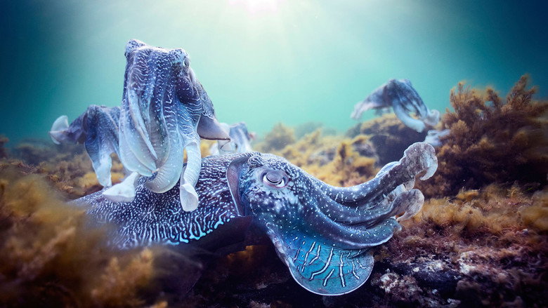 Blue Planet II still 7