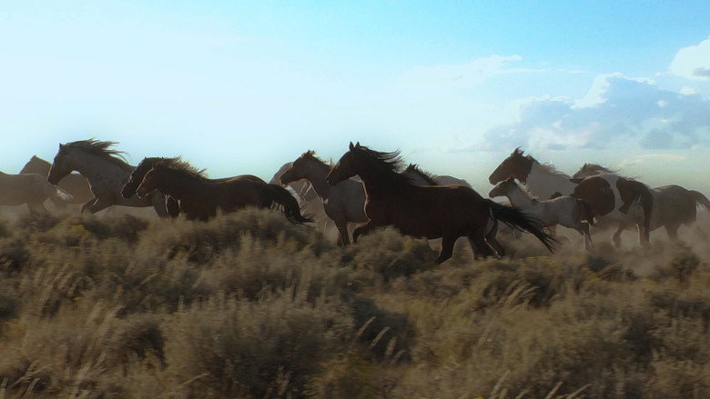 American Mustang still 7