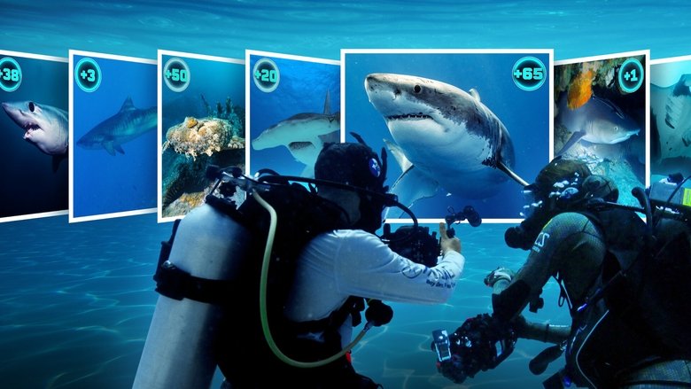 All the Sharks still 2