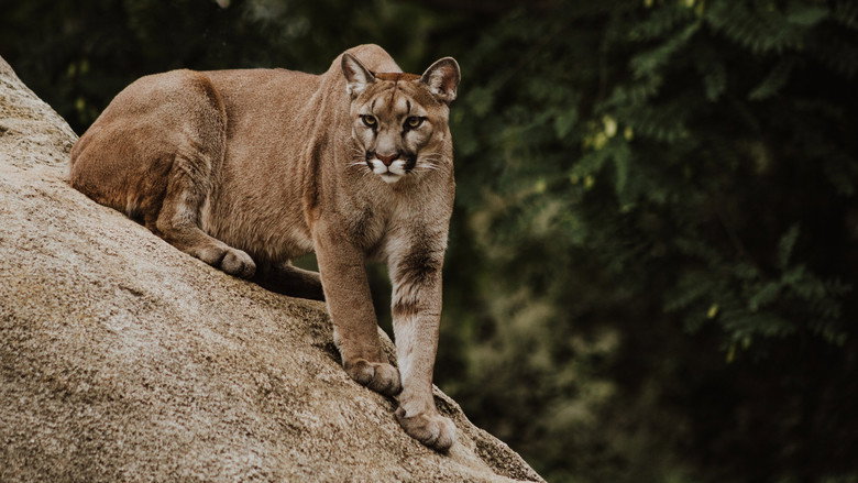 Pumas de la estepa still 1