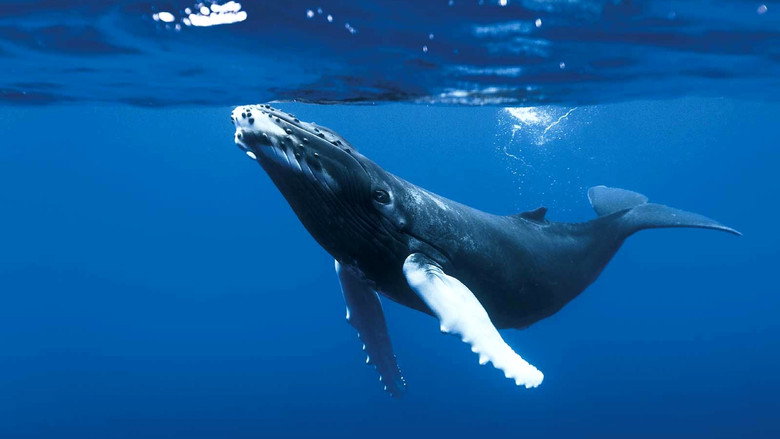 The Blue Planet still 7