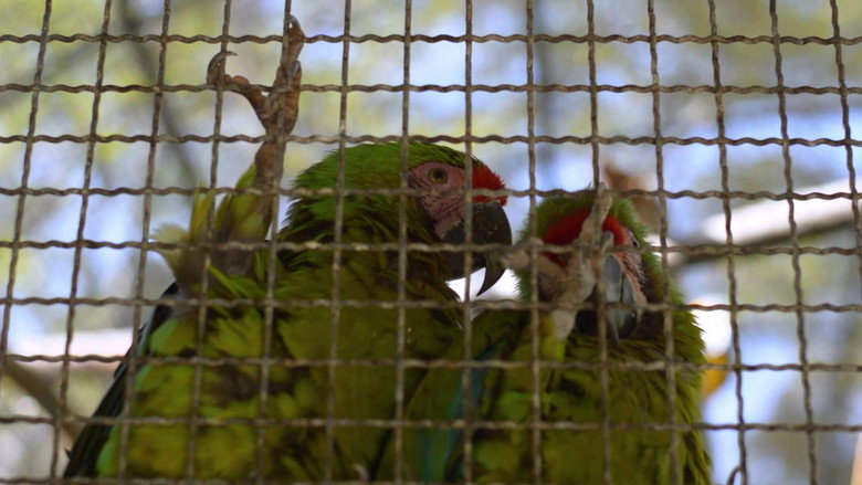 Guacamayas: El vuelo en una ciudad que no deja de crecer still 4