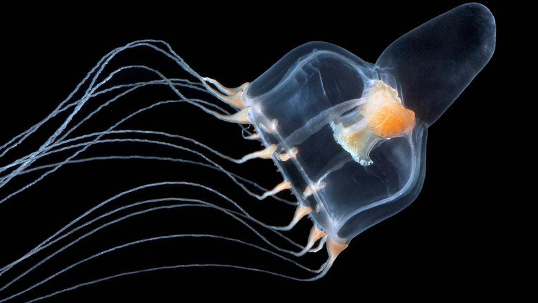 Jellyfish, The new Rulers of the Ocean still 2