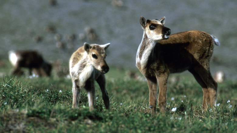 Being Caribou still 1
