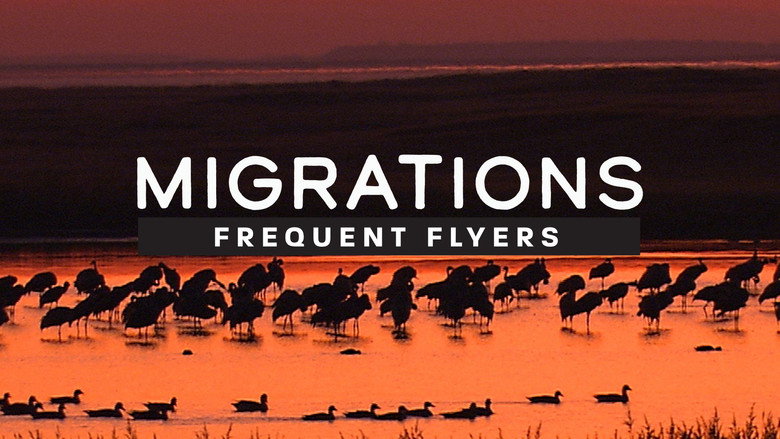 Migrations: Frequent Flyers still 2