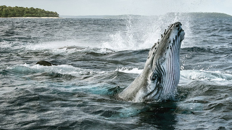 Secrets of the Whales still 2