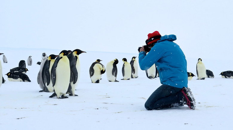 Antarctica, in the footsteps of the Emperor still 3